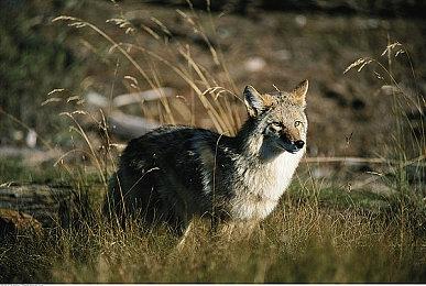 粉丝必买《怪物猎人：荒野》推出限定PS5手柄及盖板